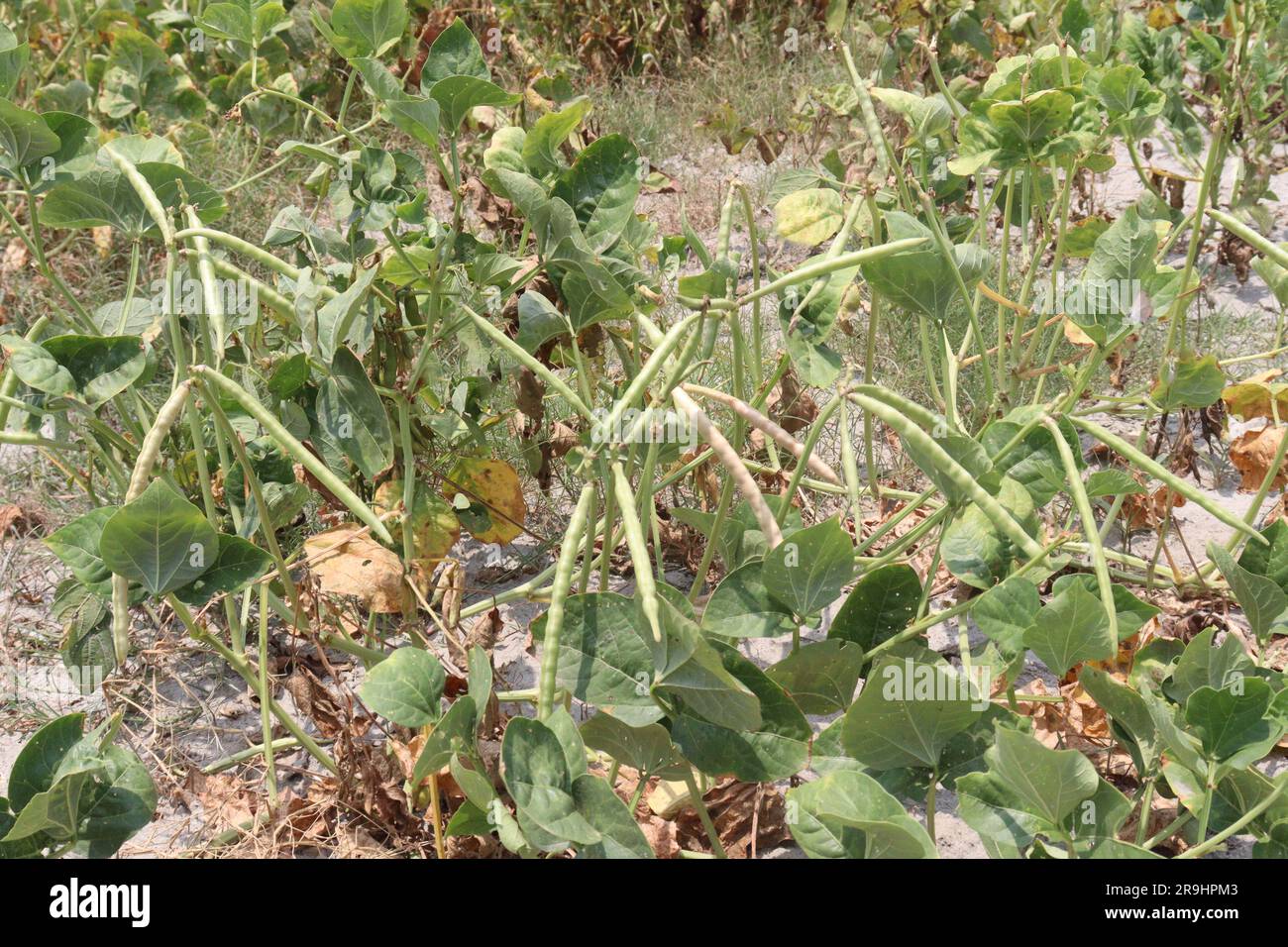 Reife Kuhbohnen auf Bäumen auf dem Hof für die Ernte sind Barernten Stockfoto