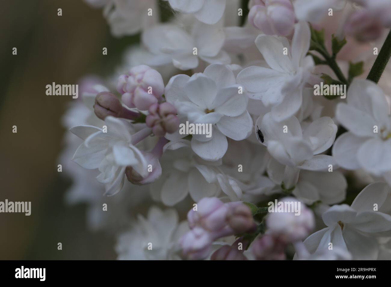 Fliederblütenzweig im Frühlingsgarten Stockfoto
