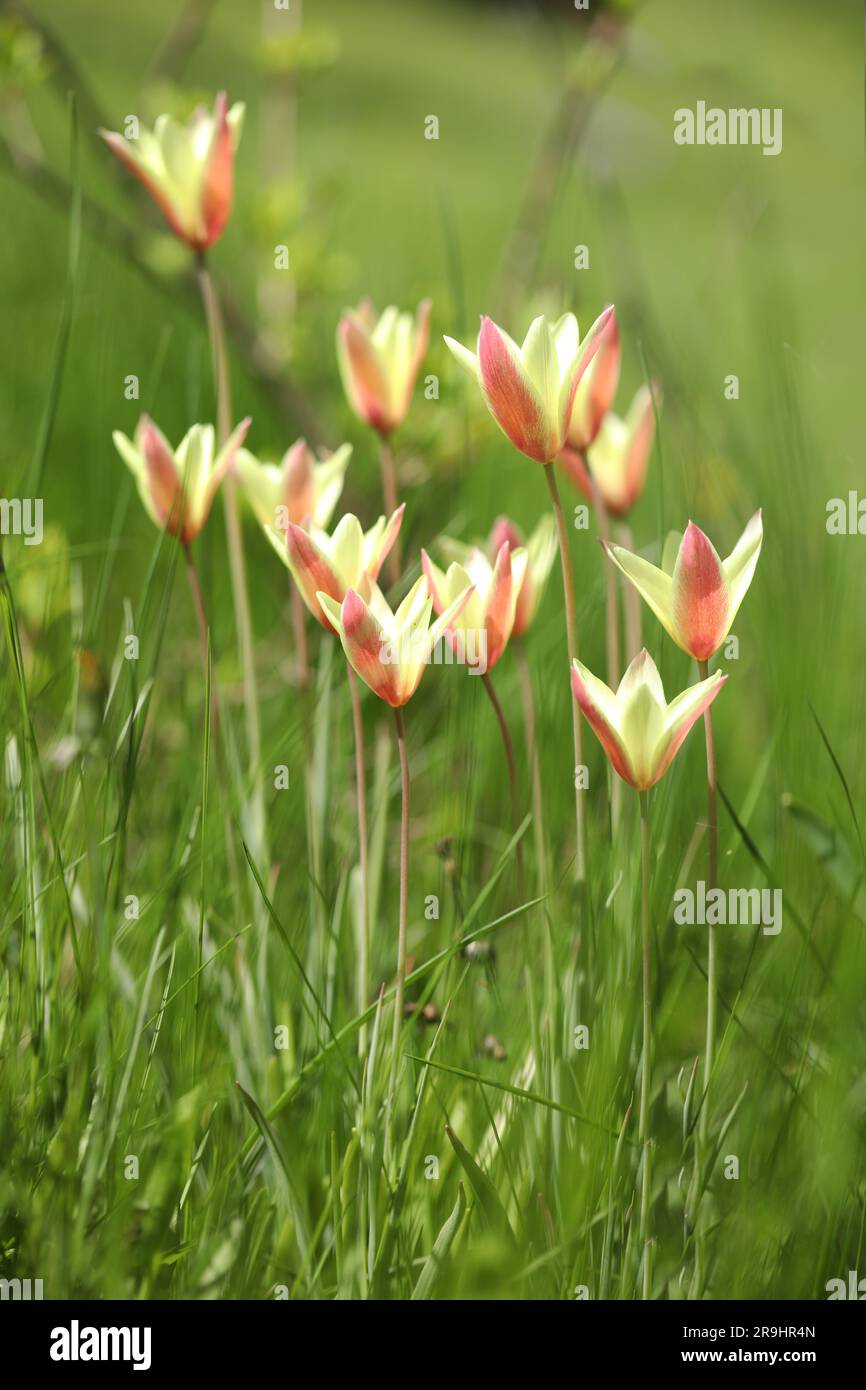 Wunderschöne Frühlingstuppen im Garten Stockfoto