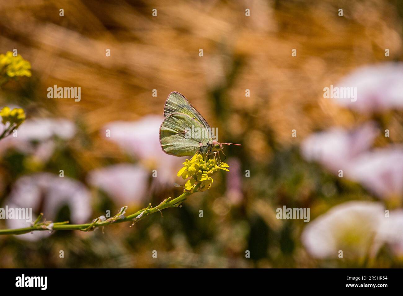 Ein Schmetterling aus Orange Sulphur (im Eurytheme von Clolias) im San Luis National Wildlife Refuge im Central Valley of California, USA Stockfoto