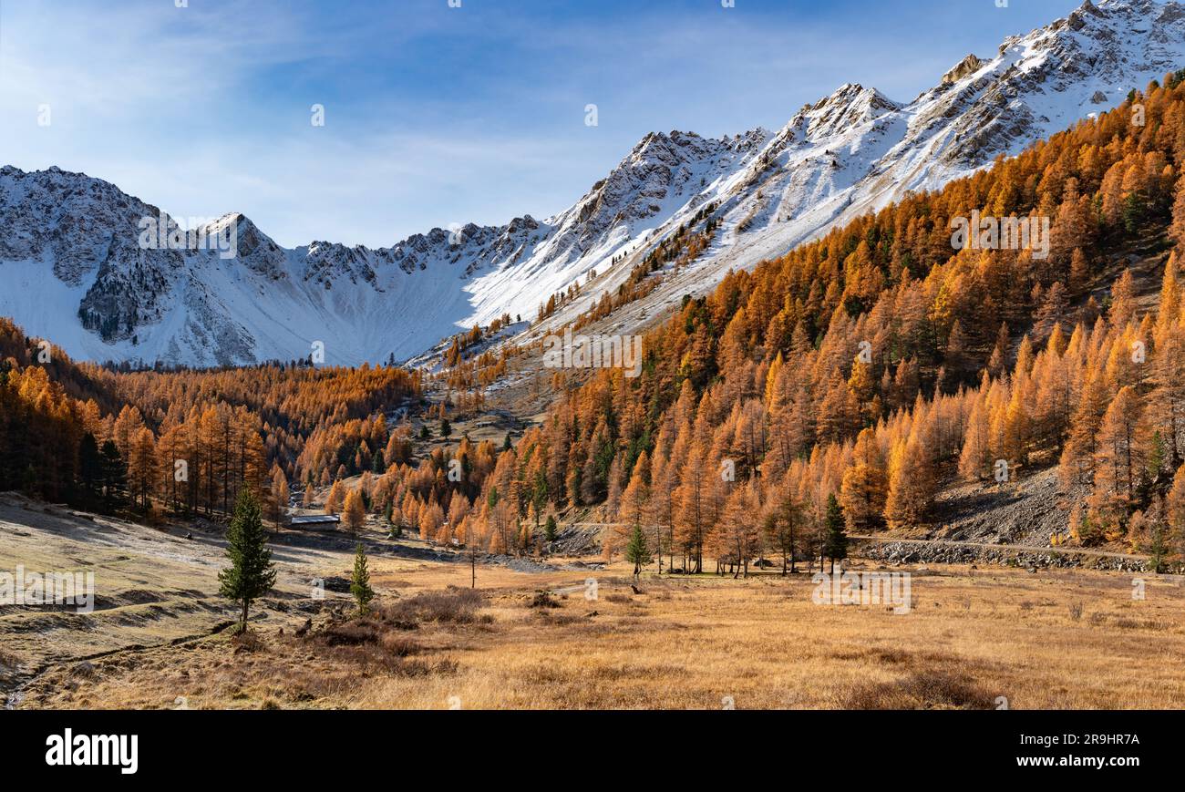 Orceyrette-Tal im Herbst mit goldenen Lärchen und Berggipfeln bedeckt mit frischem Schnee. Briancon in den Hautes-Alpen (Alpen). Frankreich Stockfoto