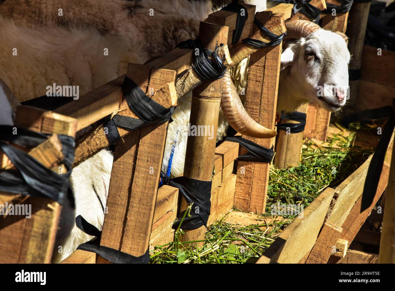 Bandung, West Java, Indonesien. 27. Juni 2023. Einige Ziegenopfertiere wurden vor Eid al-Adha für gesund erklärt. Kredit: Dimas Rachmatsyah/Alamy Live News Stockfoto