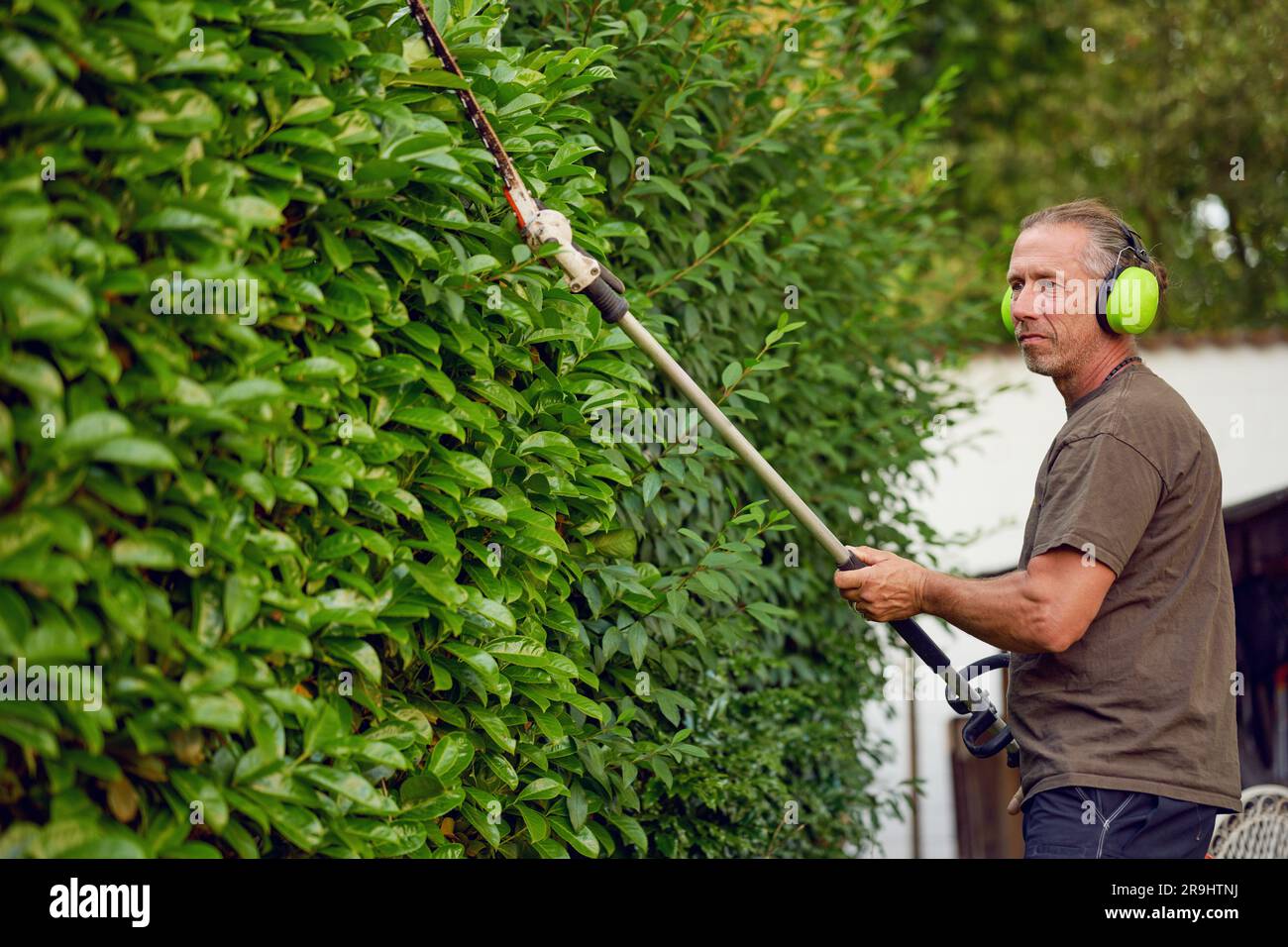 Gärtner, der eine Hecke mit einer Heckenschere im Garten eines Kunden mit Ohrenschützern zum Schutz trimmt Stockfoto