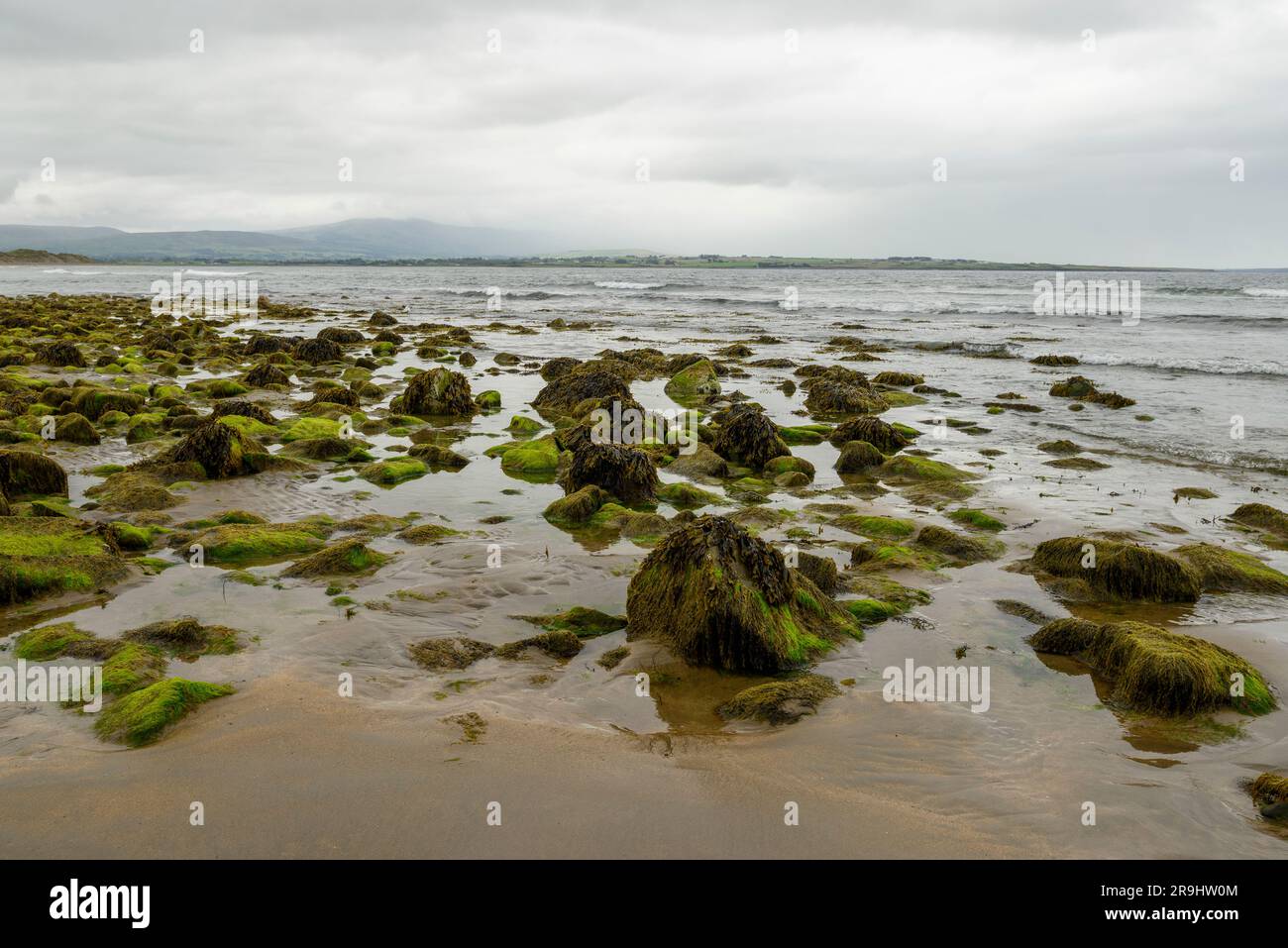 Felsen bedeckt mit Seetang am Strandhill Beach, County Sligo, Irland Stockfoto