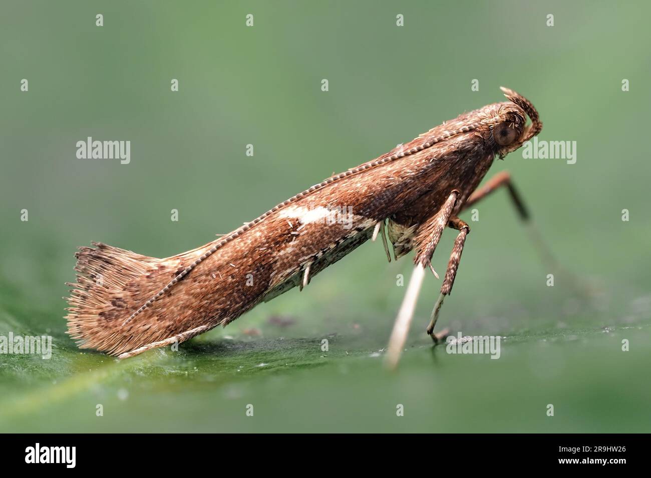Caloptilia stigmatella Motte ruhend auf Blatt. Tipperary, Irland Stockfoto