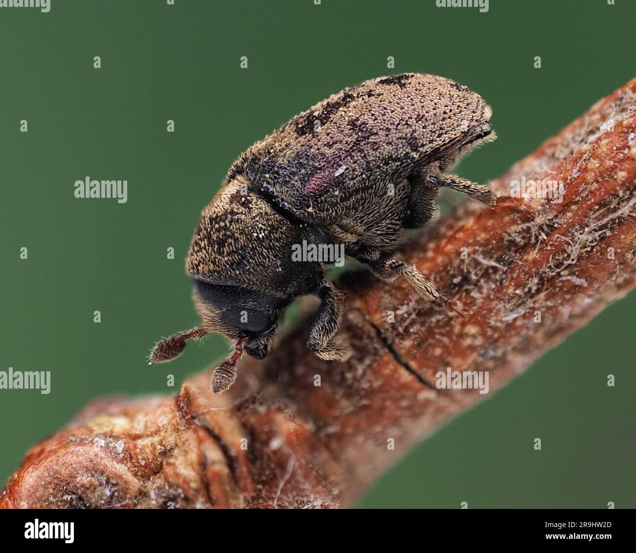 Hylesinus-varius-Käfer auf Aschezweig. Tipperary, Irland Stockfoto