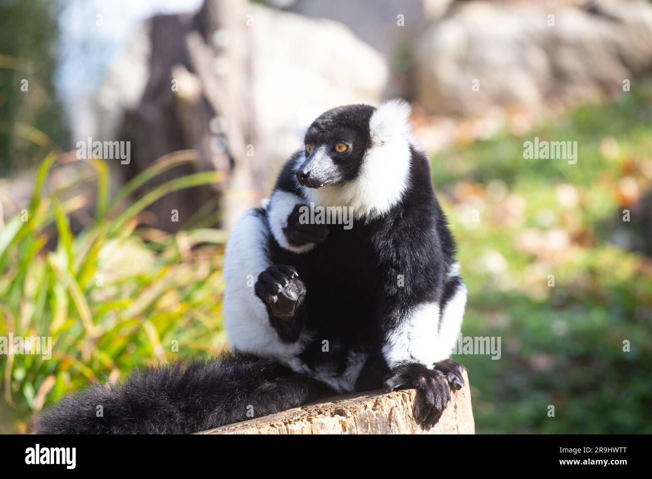 Schwarz und weiß Ruffed Lemur Stockfoto