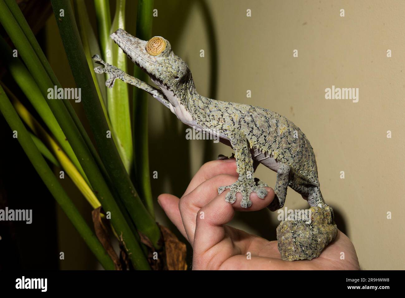 Riesen-Blattschwanzgecko Stockfoto