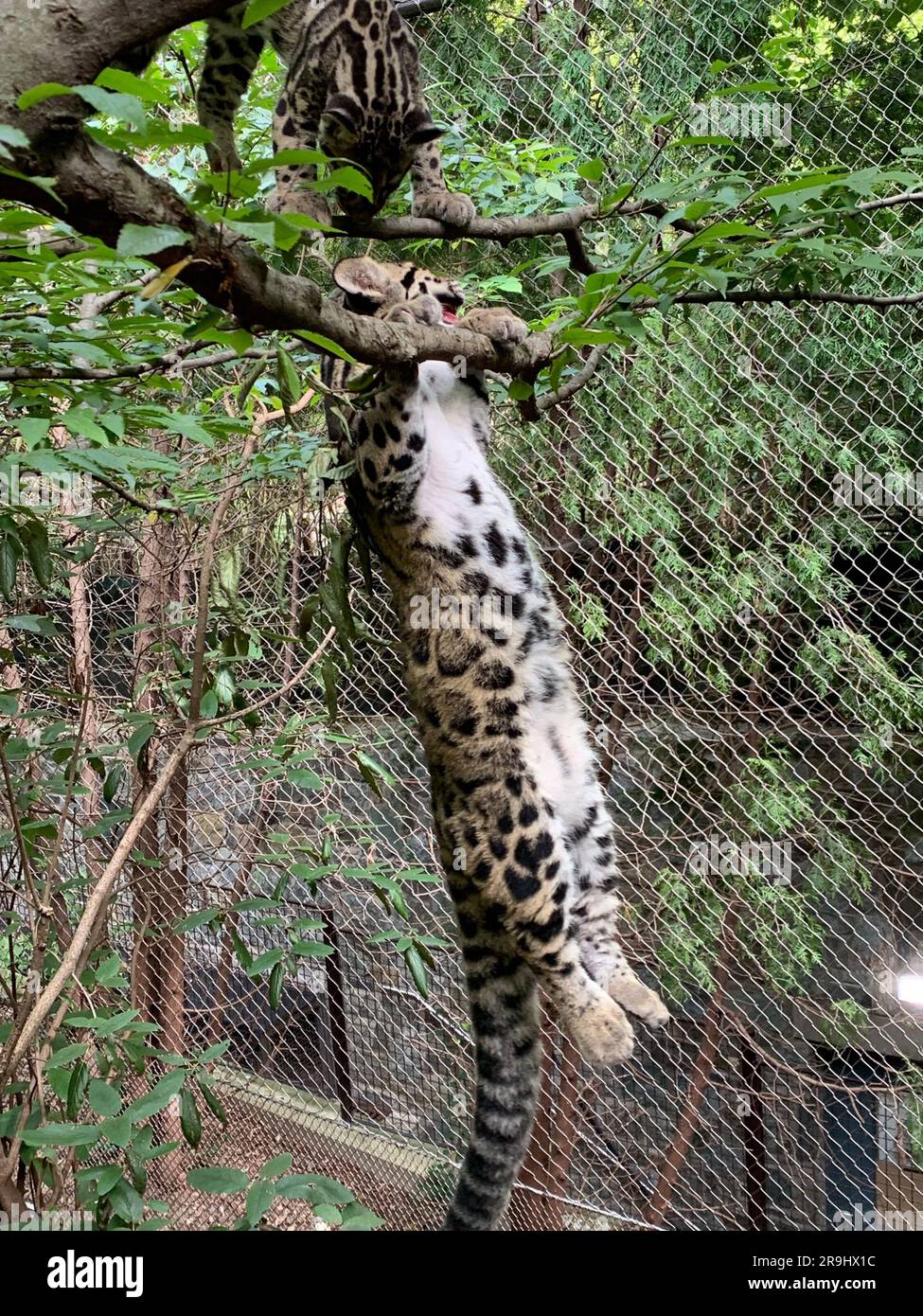 Ein wolkiges Leopardenjunge in der Asia Traill-Ausstellung des Smithsonian National Zoo. Stockfoto