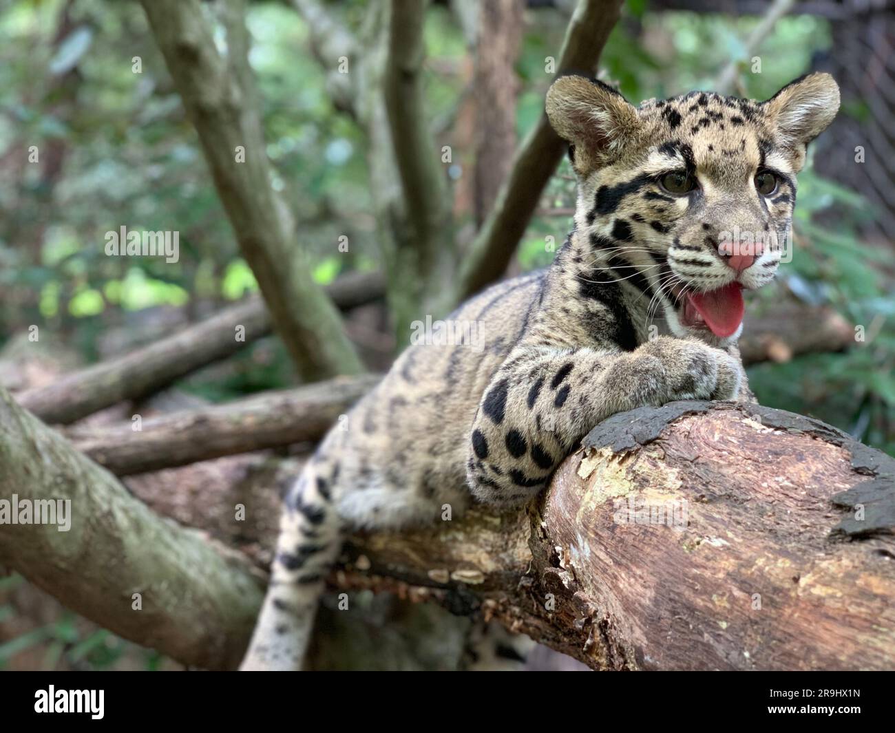 Ein wolkiges Leopardenjunge in der Asia Traill-Ausstellung des Smithsonian National Zoo. Stockfoto