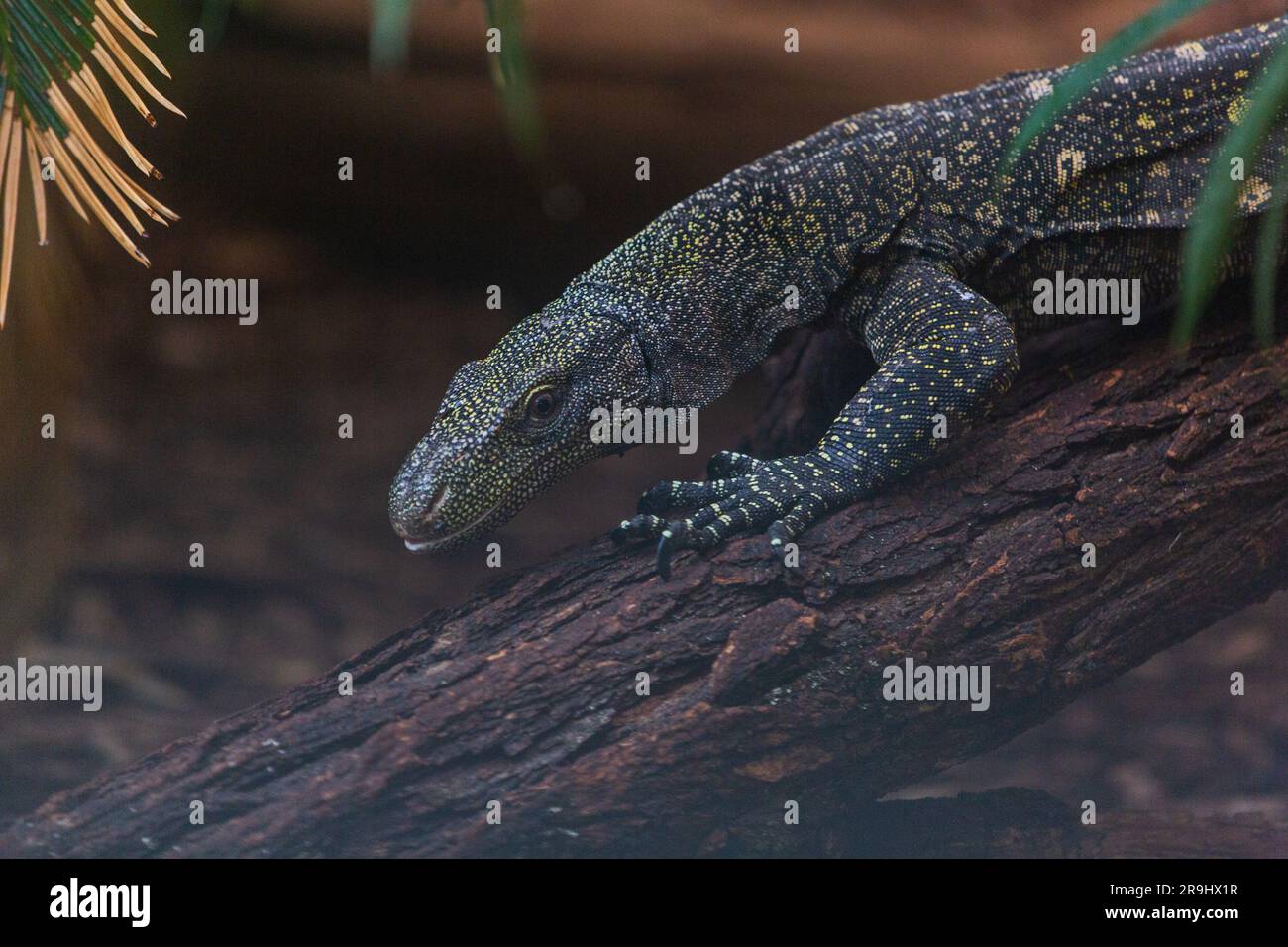 Ein männlicher Krokodilmonitor im Reptile Discovery Center des Smithsonian National Zoo. Stockfoto