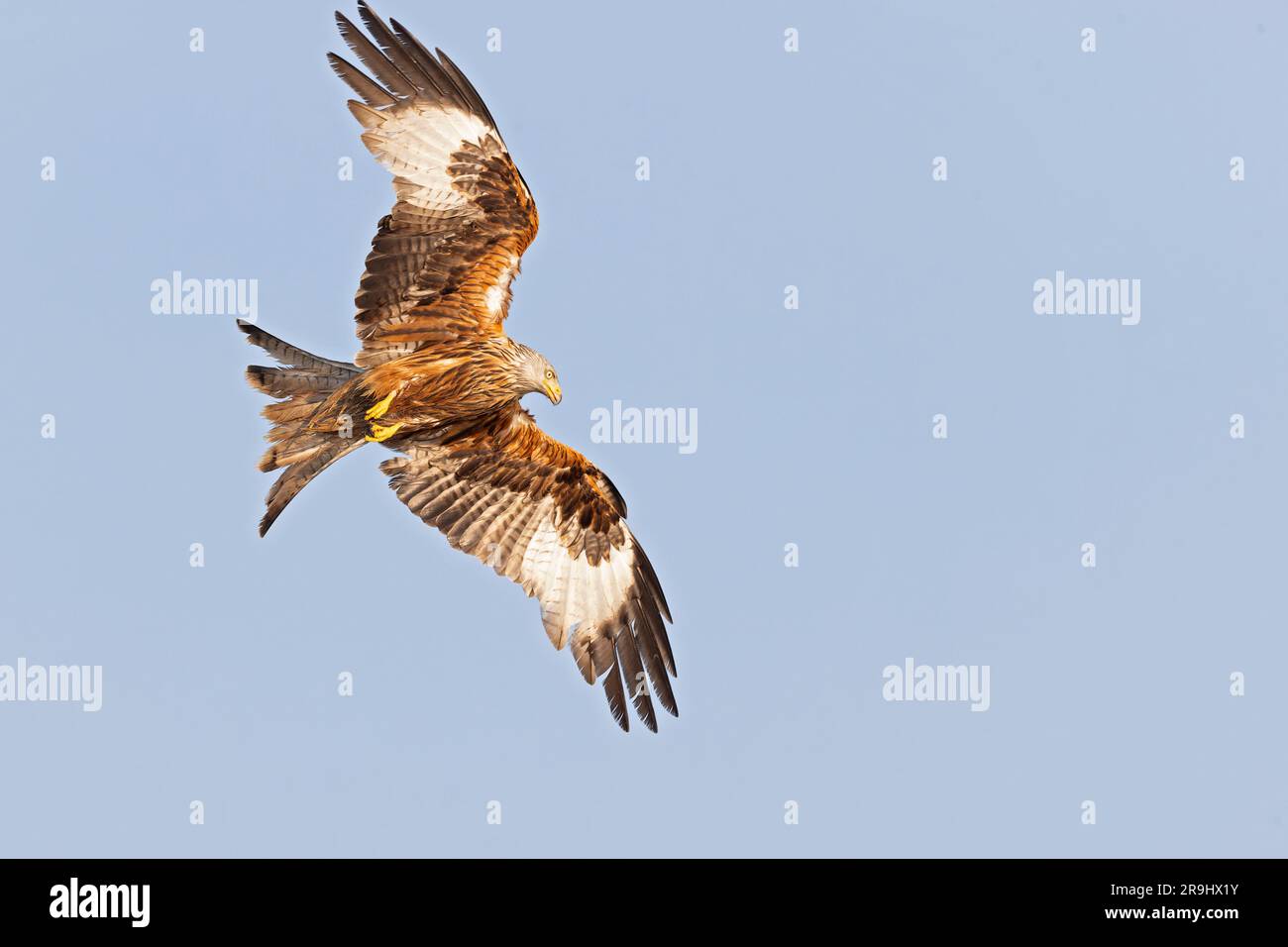 Ein Roter Kite (Milvus milvus) im Flug. Stockfoto