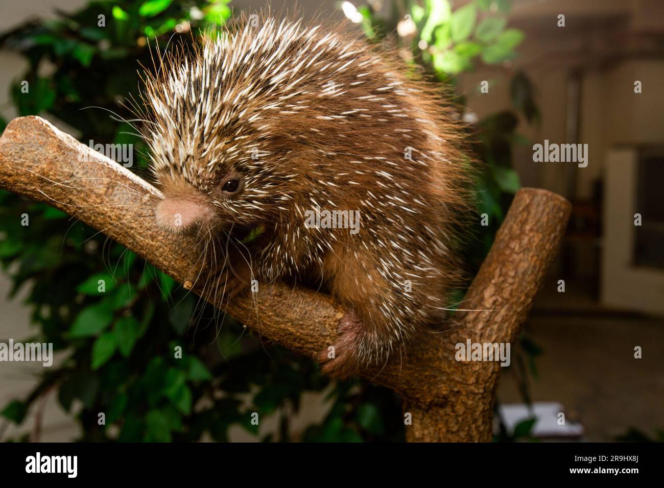 Ein Stachelschwanzschwein im kleinen Mammal House des Smithsonian National Zoo. Stockfoto