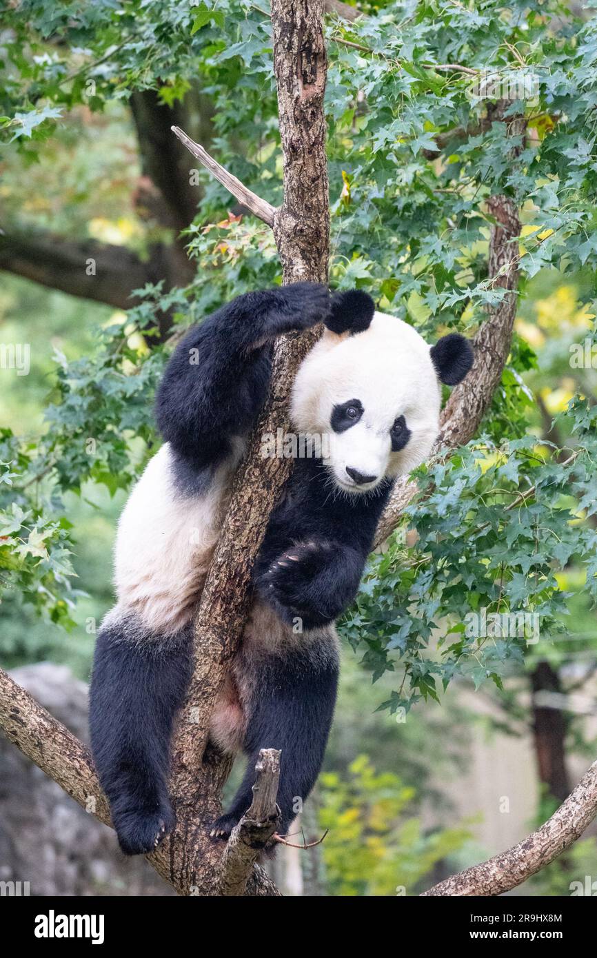 Riesenpanda bei bei bei in einem Baum in der Asia Trail-Ausstellung des Smithsonian National Zoo. Stockfoto