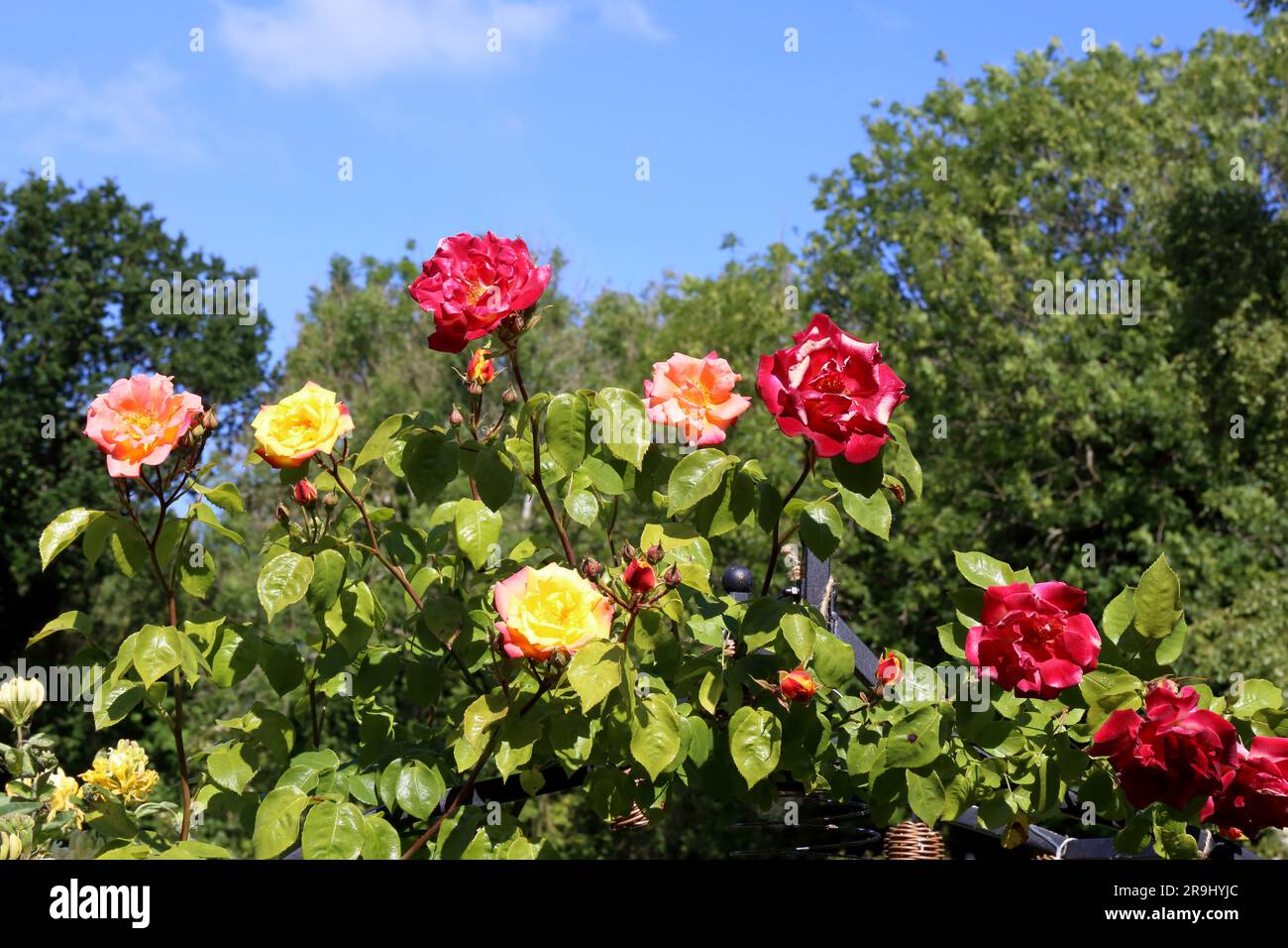 Schöner, heller, steigender Rosenbusch. Stockfoto