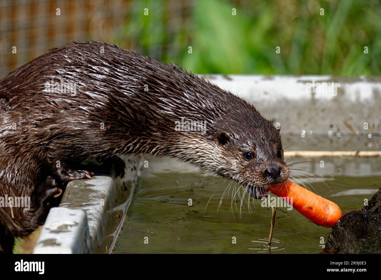 Eurasian Otter (Lutra lutra) Erwachsener, männlich, der mit Karotten spielt. Stockfoto