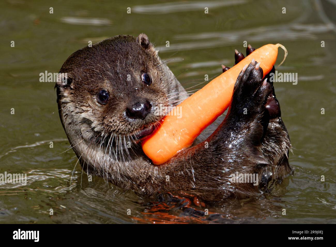 Eurasian Otter (Lutra lutra) Erwachsener, männlich, der mit Karotten spielt. Stockfoto
