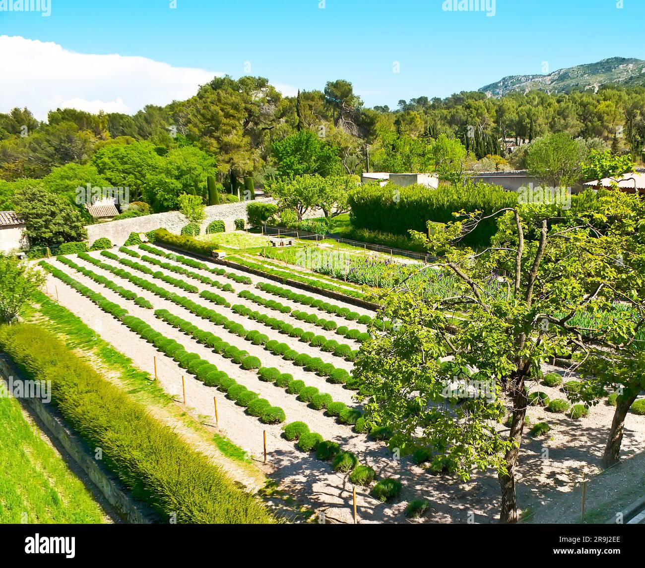 Der Garten des Klosters SaintPaul de Mausole, auch Van Gogh Field