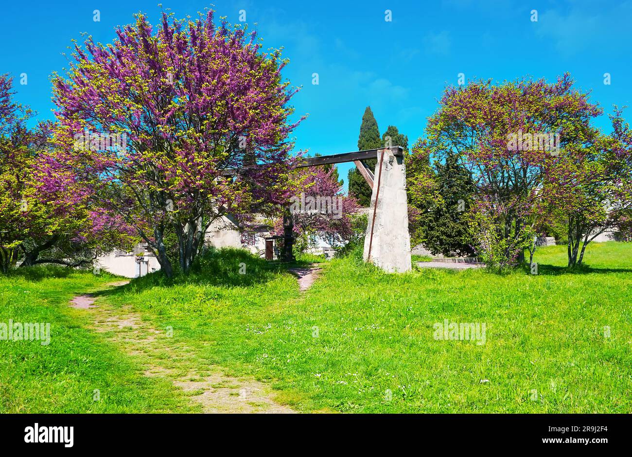 Der hellgrüne Rasen und die blühenden Judas-Bäume im Park d'Amour, Saint-Remy-de-Provence, Frankreich Stockfoto