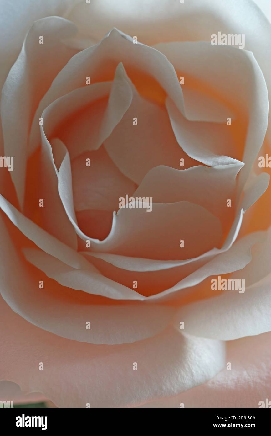 Makrobild einer makellosen, zart blassrosa Rose, ein sanftes Licht, das die Schichten der Blütenblätter hervorhebt und Frische und Reinheit hervorruft. Stockfoto
