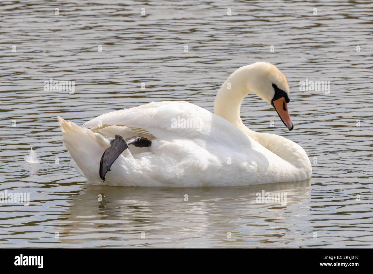 Stummer Schwan, Cygnus olor, Schwimmen auf einem Fluss, Sussex, Großbritannien Stockfoto