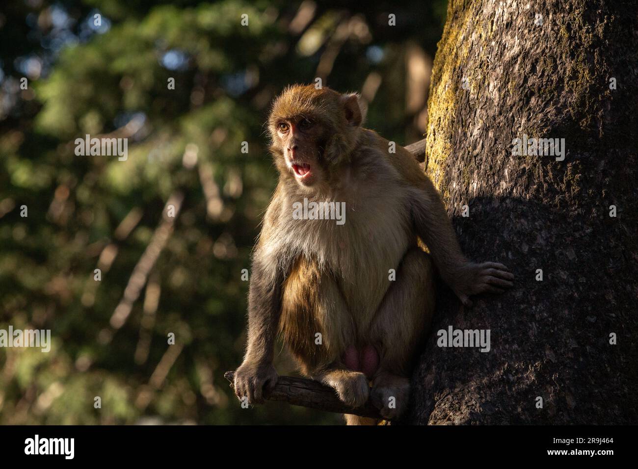 Indischer Affe auf einem Baum, mit ausdrucksstarkem Gesicht Stockfoto