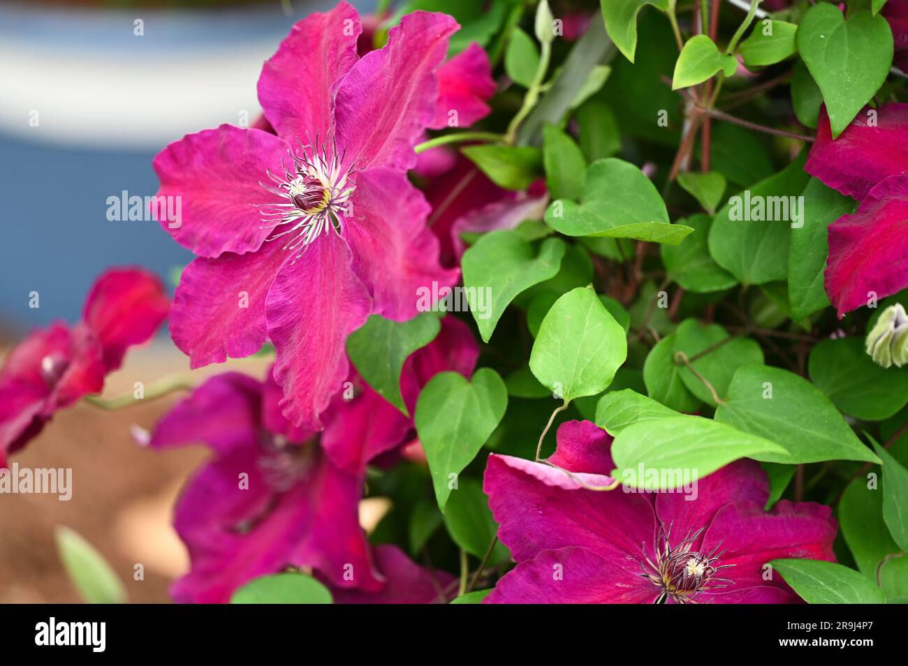 Fabrik Clematis Westerplatte Stockfoto