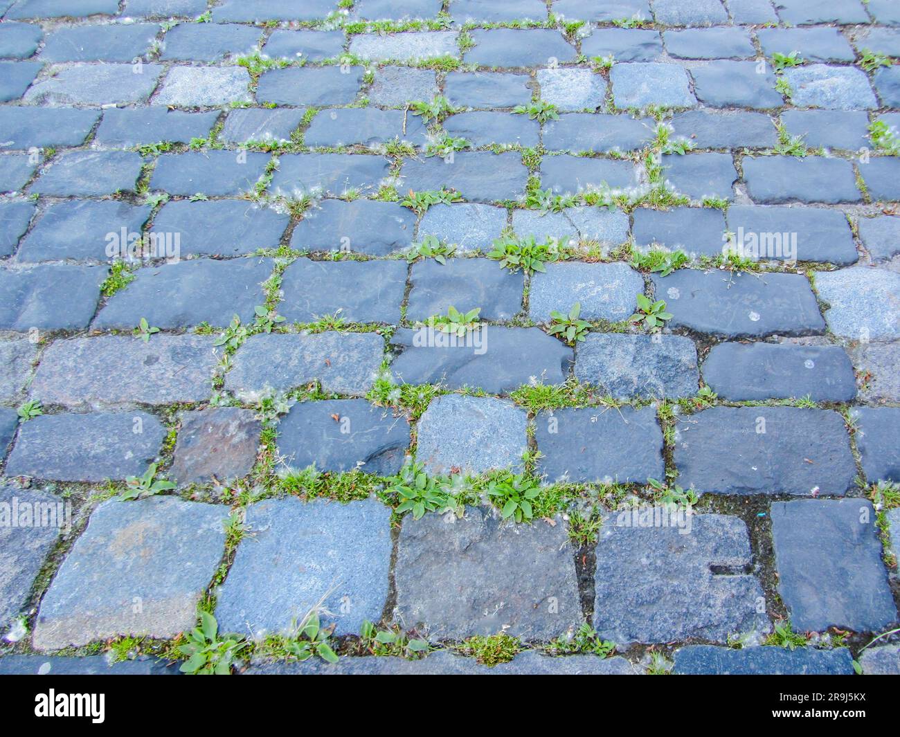 Großaufnahme mit grauen Pflastersteinen. Textur eines alten dunklen Steins mit nassem Schnee, Matsch und Schlamm. Straßenoberfläche mit Schnee. Vintage, Grunge Hintergrund. Stockfoto