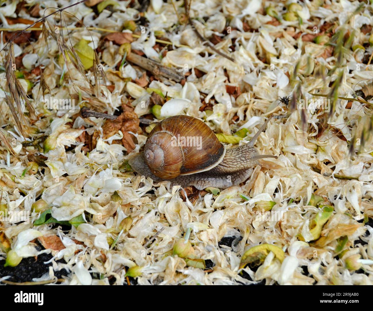 Große Gartenschnecke in Muschel kriechen auf nasser Straße Eile nach Hause, Schnecke Helix bestehen aus essbaren leckeren Lebensmitteln gewickelt Schale, um Körper, natürliche Tierschnecke zu schützen Stockfoto