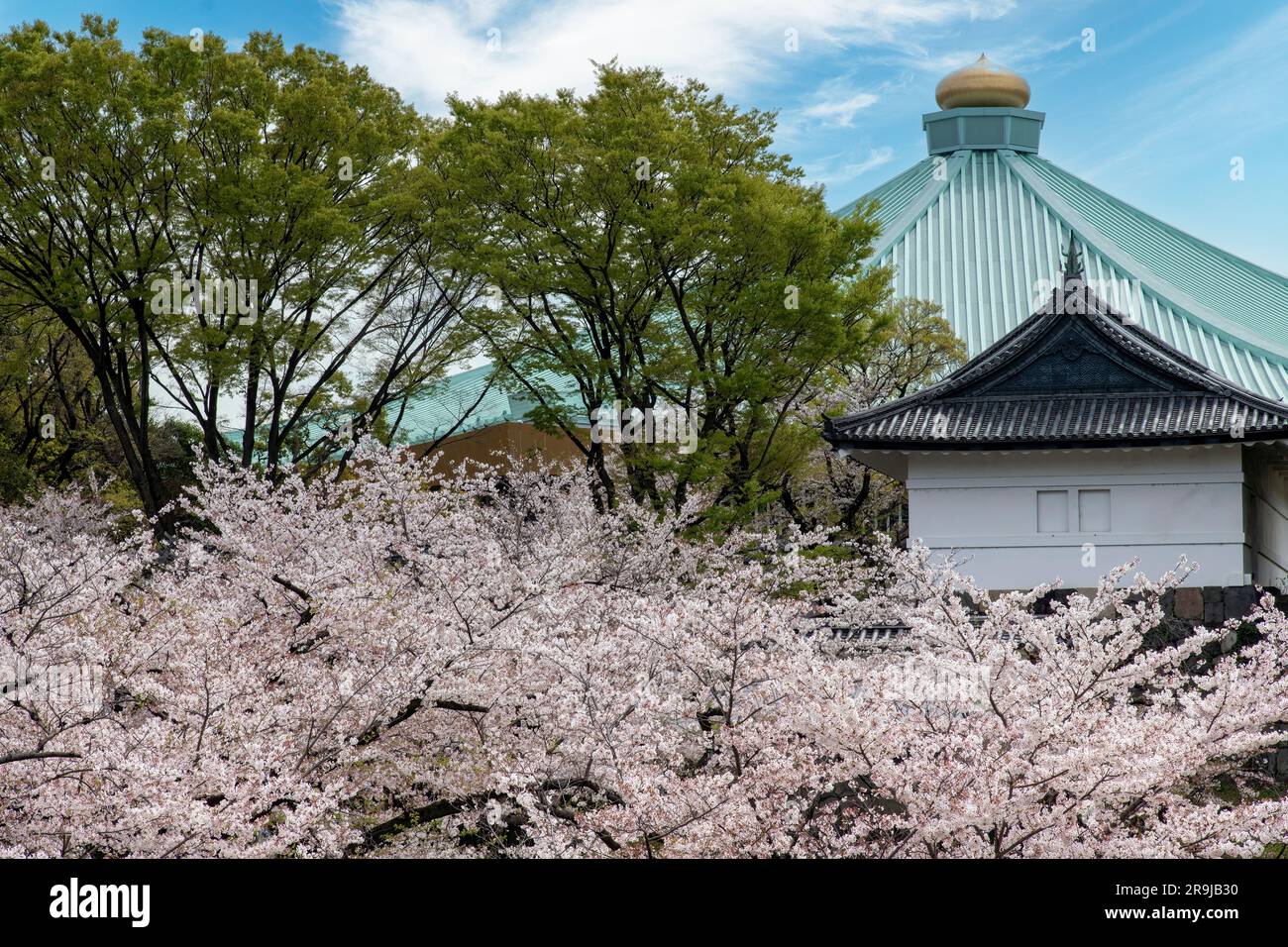 Tokio, Japan – April 2023; japanische Kirschbäume mit rosa und weißen Kirschblüten oder Sakura im Kudanzaka Park mit Tayasumon Gate und Nippon Budokan r Stockfoto