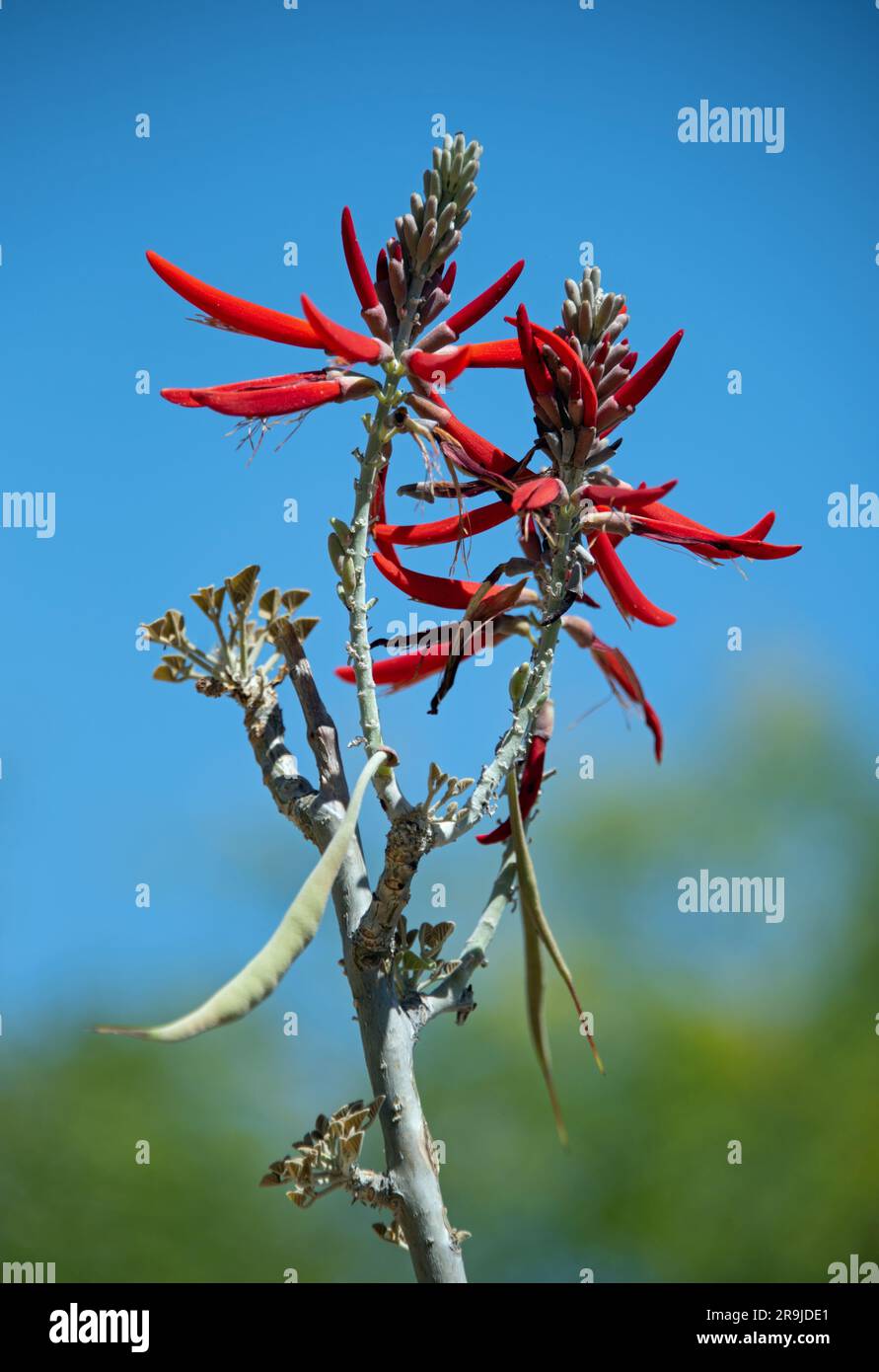 Korallenbohne (Erythrina flabelliformis) Stockfoto