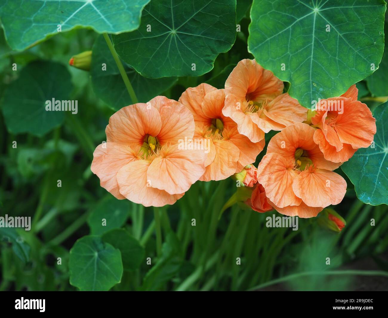 Nahaufnahme der orangefarbenen rosa Nasturtium tropaeolum „Salmon Baby“ Blumen und Blätter in einem britischen Landhausgarten im Sommer Stockfoto