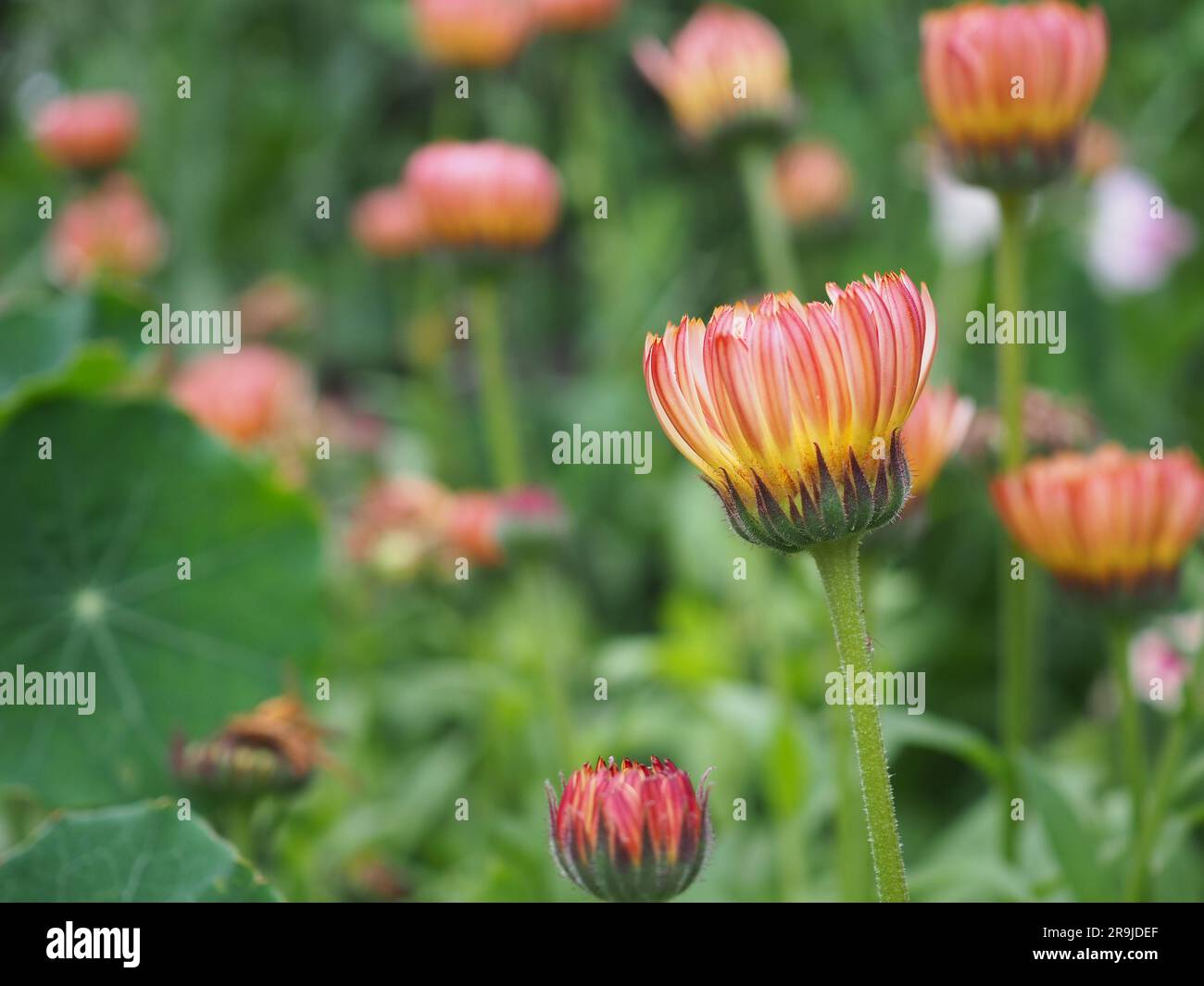 Nahaufnahme von Calendula officinalis „Touch of Red Buff“ und „Sunset Buff“ Blumen mit den Blütenblättern, die sich schließen, wenn das Licht in der Nykturie verblasst Stockfoto