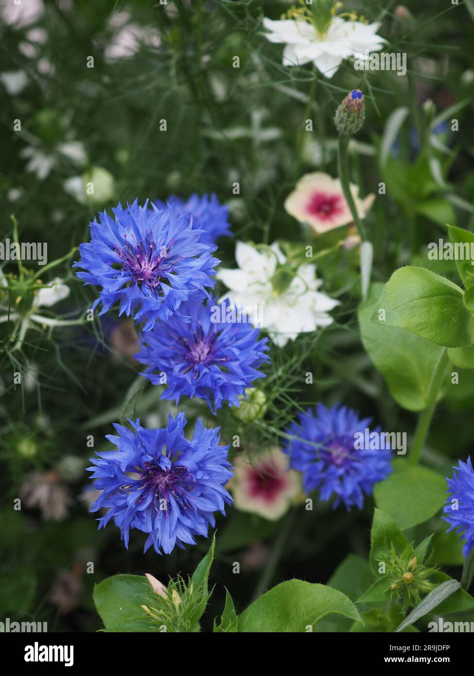Blaue Kornblumen (blaue Kugel), weiße nigella und jährliche Phlox in einem Schnittgarten Blume Patch im Sommer Stockfoto