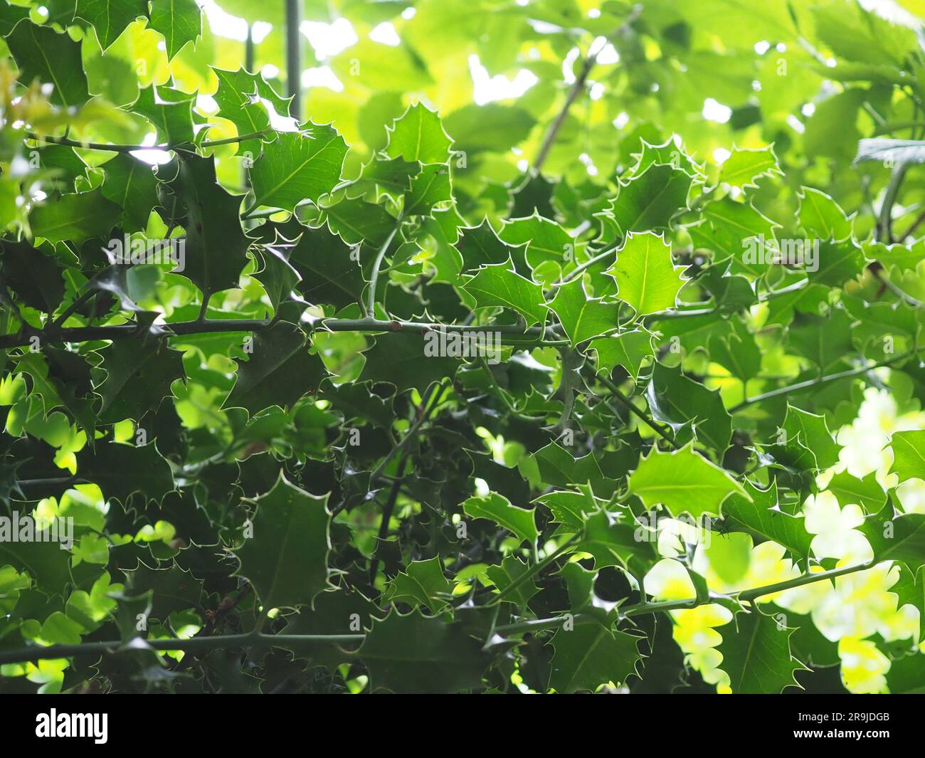 Ein Wirrwarr von Holly (Ilex)-Blättern in der Wildnis, durch die die Sonne scheint, die die Ränder der Stachelblätter hervorhebt und einige in Silhouette wirft Stockfoto