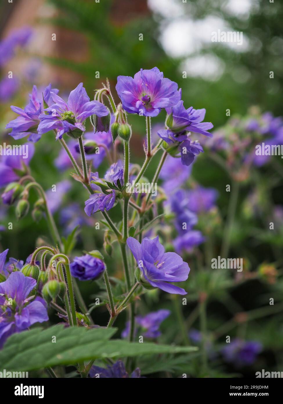 Tiefblaue violette Blüten des „azurblauen Himmels“ der Geranium pratense (Hardy Geranium oder Cranesbill), die im Frühsommer in einem britischen Garten wachsen Stockfoto