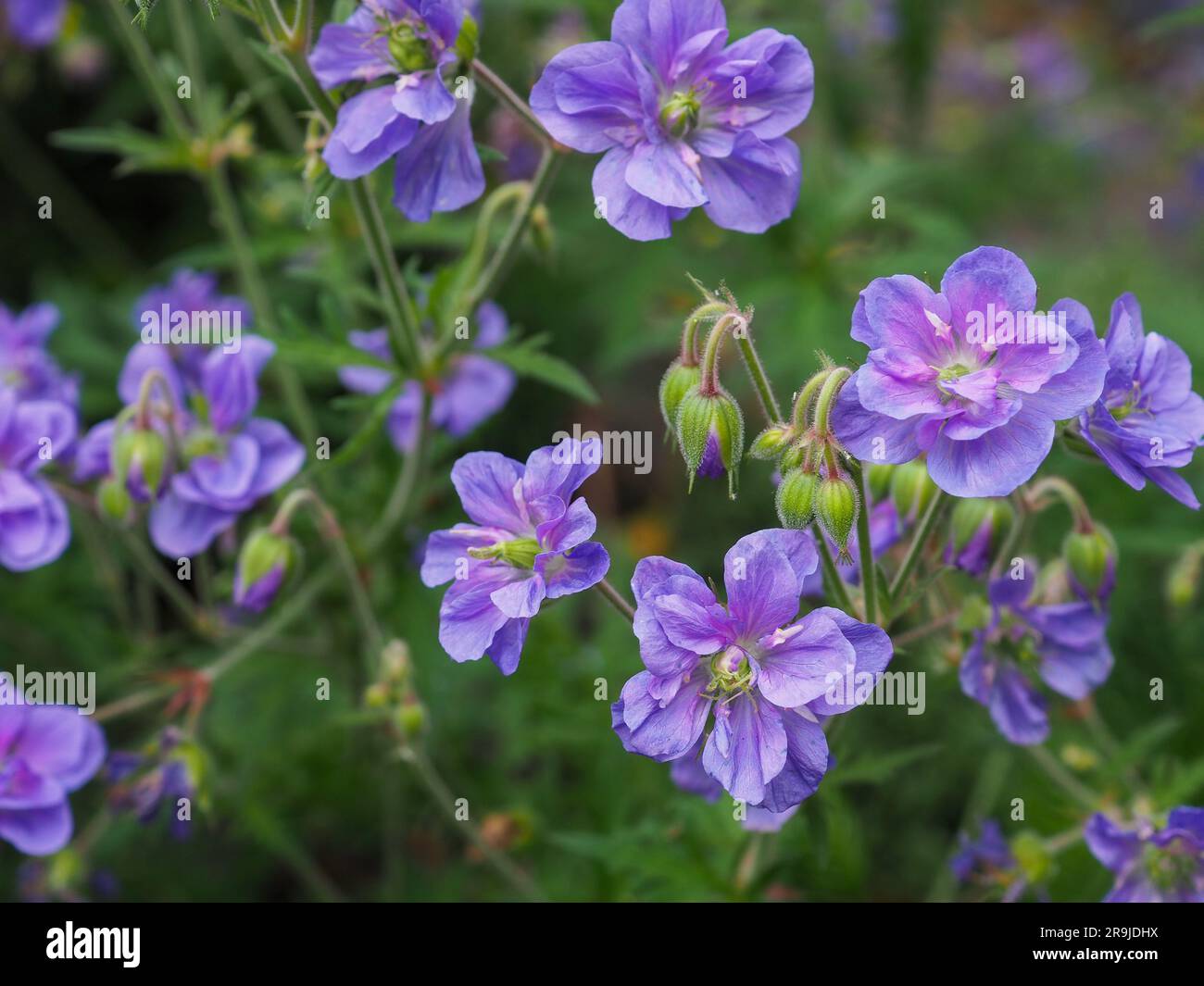 Landschaftsfoto der harten Geranium pratense „azurblauen Himmel“ Pflanze (violetter Kranzschopf) mit den gerafften Doppelblumen Stockfoto
