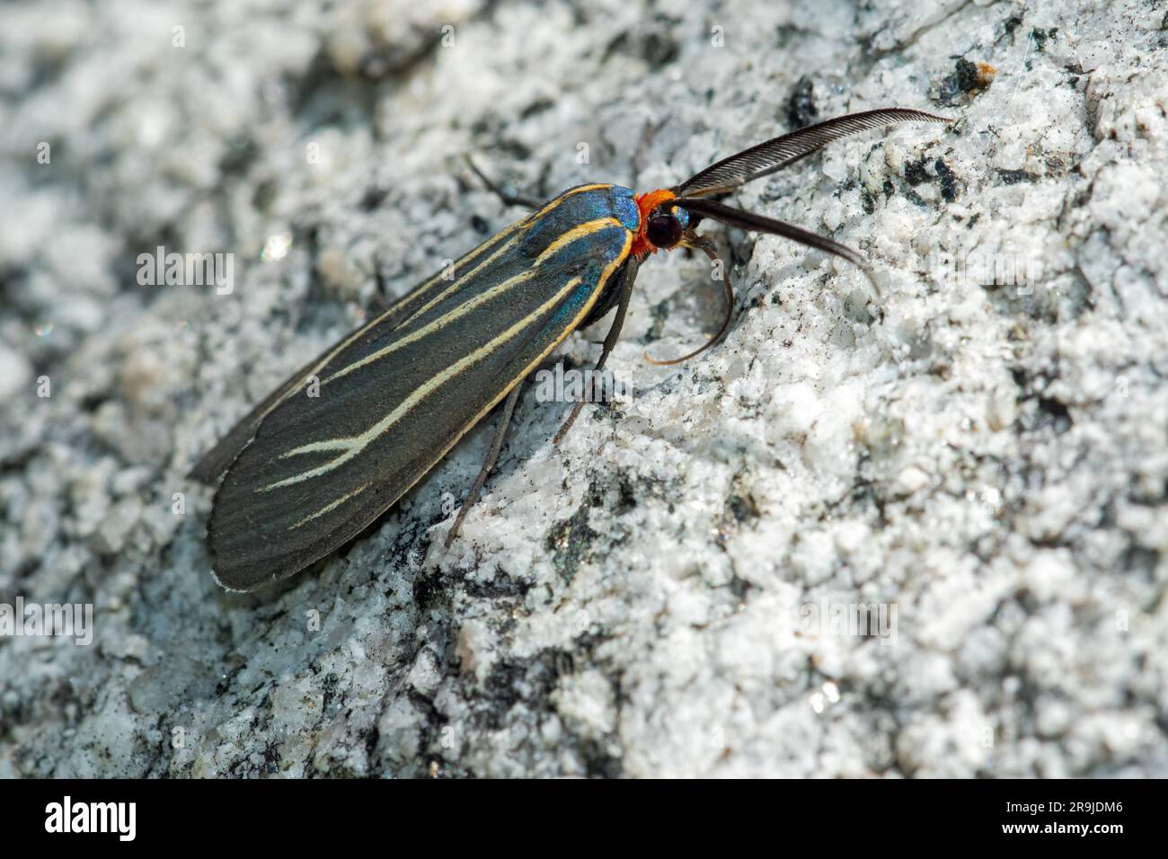Ctenucha-Motte (Ctenucha venosa) Stockfoto