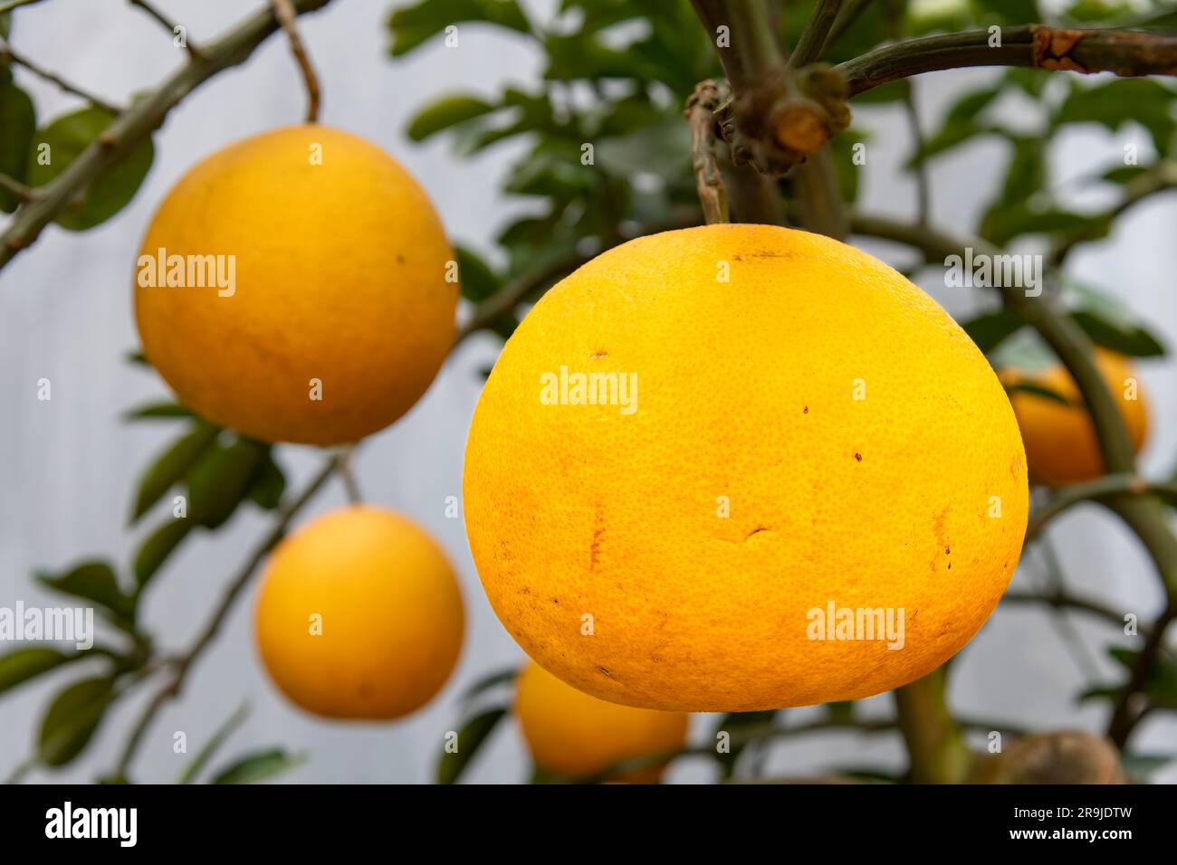 Nahaufnahme einer leuchtend gelben bitteren Orangenfrucht oder Sour Orange, Sevilla Orange, Bigarade Orange oder Marmelade Orange, die an einem Baum mit Ast hängen, Stockfoto