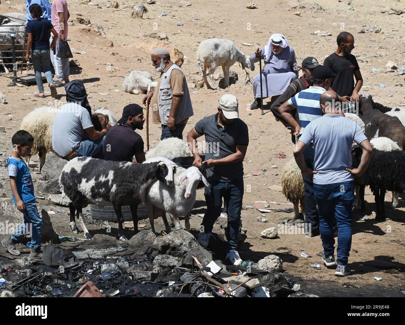 Bethlehem, Westjordanland. 27. Juni 2023. Die Palästinenser kaufen Schafe und Ziegen, um sie für den muslimischen Feiertag von Eid al-Adha, dem Opferfest, in Bethlehem, Westjordanland, am Dienstag, den 27. Juni, zu opfern. 2023. Das viertägige Fest von Eid al-Adha ist der größte Feiertag des Islam und ehrt Ibrahims Bereitschaft, seinen Sohn Ishmael im Gehorsam gegenüber Gott zu opfern. Eid al-Adha beginnt morgen bis Samstag. Foto von Debbie Hill/ Kredit: UPI/Alamy Live News Stockfoto