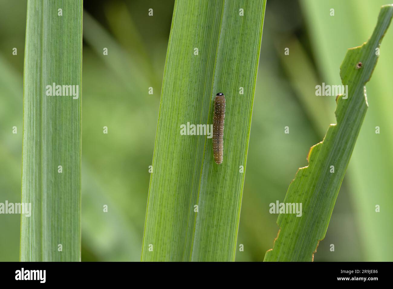 Iris Sawfly (Rhadinoceraea micans) Raupe auf der Flagge Iris (Iris pseudacorus) Norfolk Juni 2023 Stockfoto