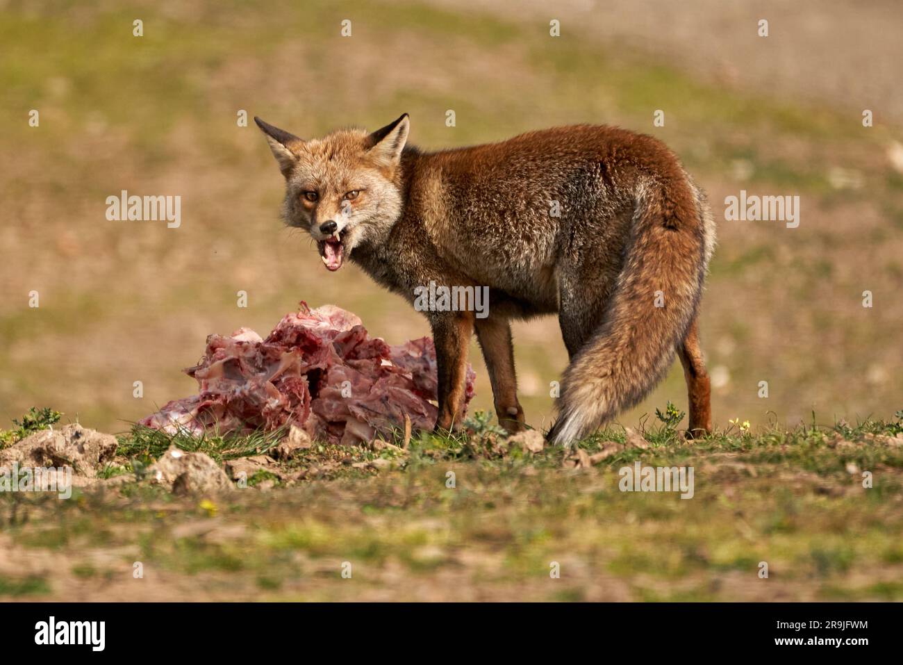 Ein Porträt eines Rotfuchs, der Fleisch auf dem Boden isst. Spanien. Stockfoto