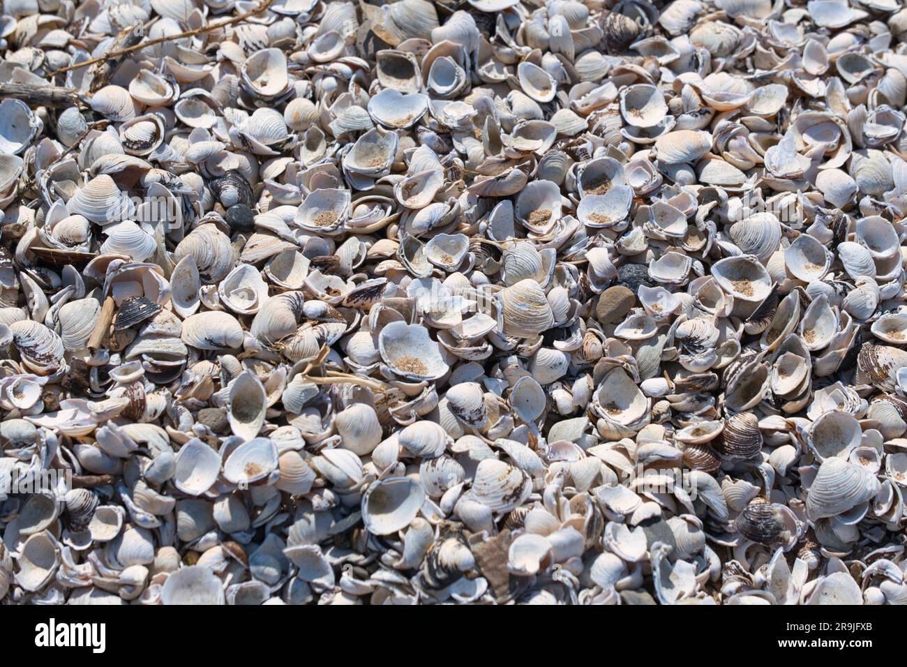 Küste, Strand mit Muscheln, Nahaufnahme, Hintergrundfoto Stockfoto