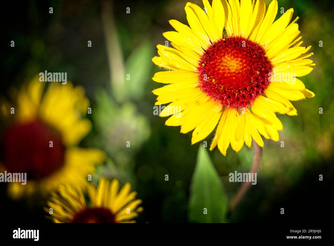 Gaillardia aristata East Village Calgary, Alberta Stockfoto