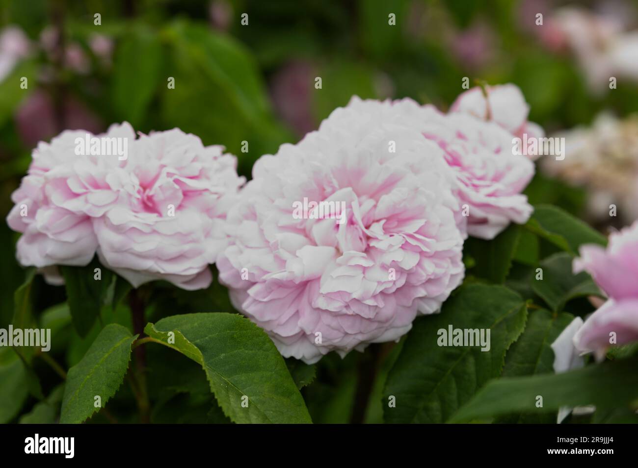 Rosa Jacques Cartier im britischen Garten Juni mit rosafarbenen Duftblüten im Sommer Stockfoto
