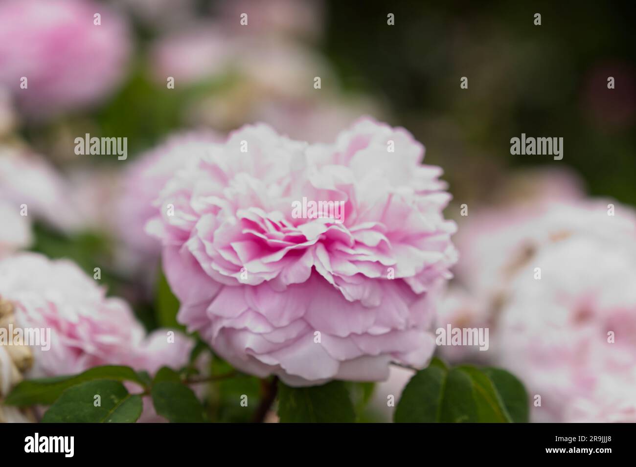 Rosa Jacques Cartier im britischen Garten Juni mit rosafarbenen Duftblüten im Sommer Stockfoto