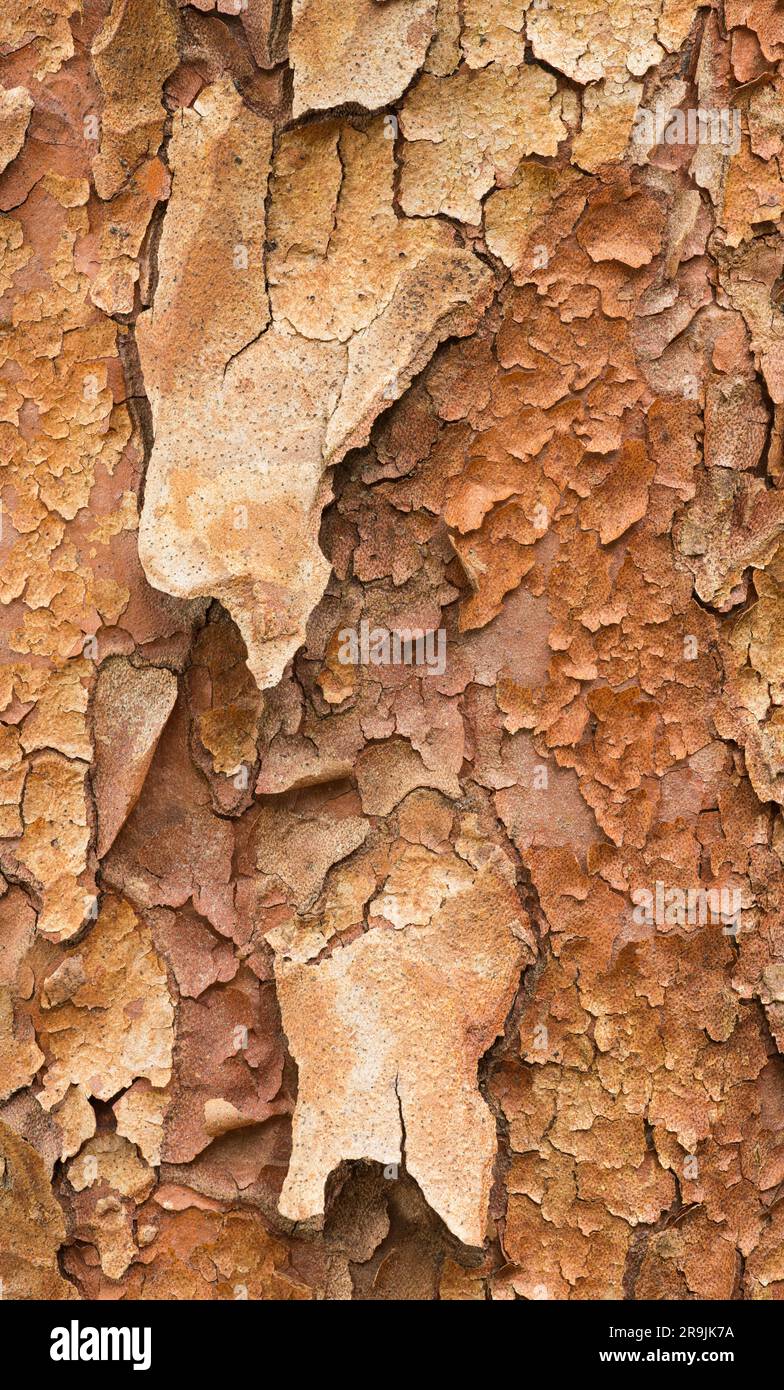 Nahaufnahme der strukturierten Rinde eines hohen stewartia-Baumes, bekannt als Stewartia monadelpha, ein Mitglied der Kamelienfamilie, die aus dem gemäßigten Regenwald stammt Stockfoto