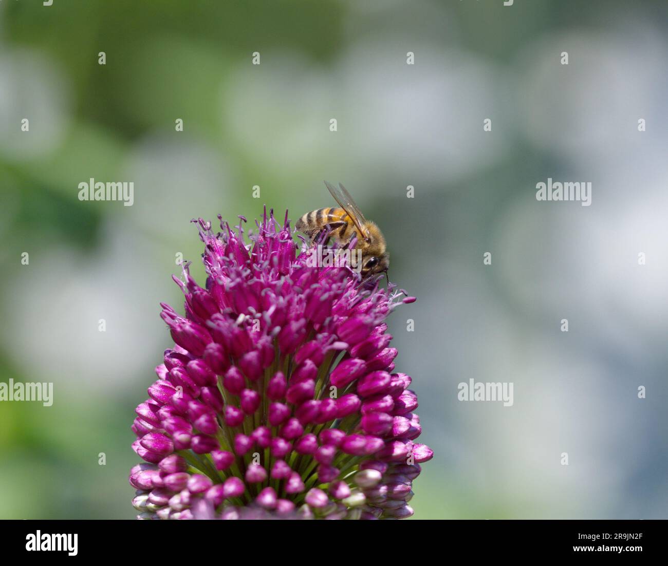 Makro einer Biene auf einer Blume Stockfoto