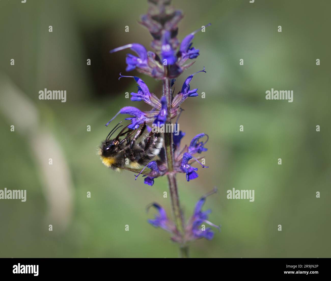 Makro einer Biene auf einer Blume Stockfoto