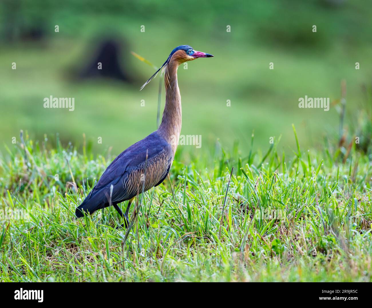 Ein bunter Pfeifhirn (Syrigma sibilatrix), der im grünen Gras läuft. Kolumbien, Südamerika. Stockfoto